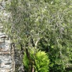 Callistemon 'Lilacinus' met lila bloemen op groen bladerdek - Isola Madre, Stresa