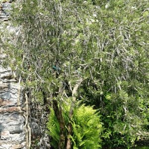 Callistemon 'Lilacinus' met lila bloemen op groen bladerdek - Isola Madre, Stresa