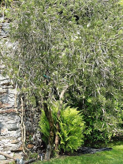 Callistemon 'Lilacinus' met lila bloemen op groen bladerdek - Isola Madre, Stresa