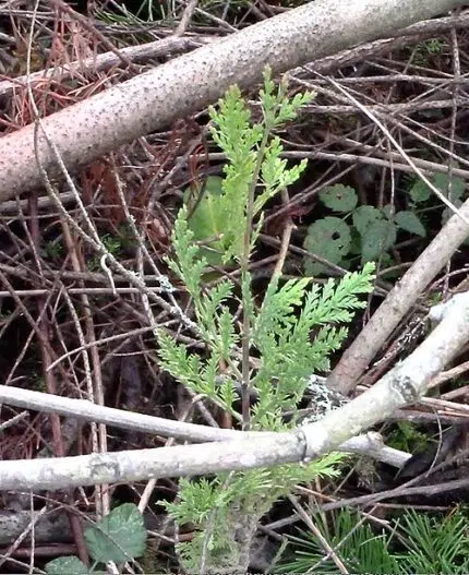 Calocedrus boom met groen bladerdak op Whidbey Island, WA.