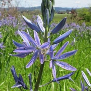 Prairielelie bloemen in volle bloei.