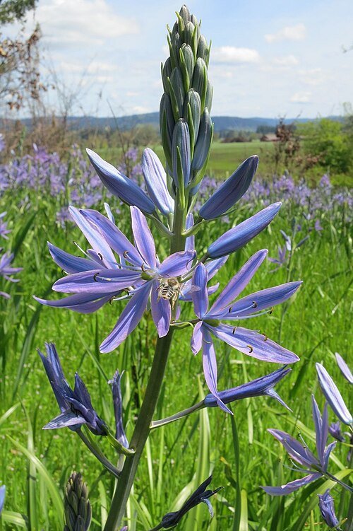 Prairielelie bloemen in volle bloei.