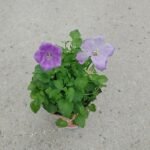 Karpatenklokje bloemen in diepblauw met witte accenten.