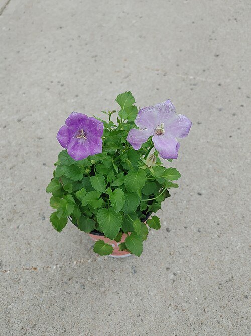 Karpatenklokje bloemen in diepblauw met witte accenten.