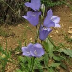 Campanula bloem op kalkrijke grond, winterhard.