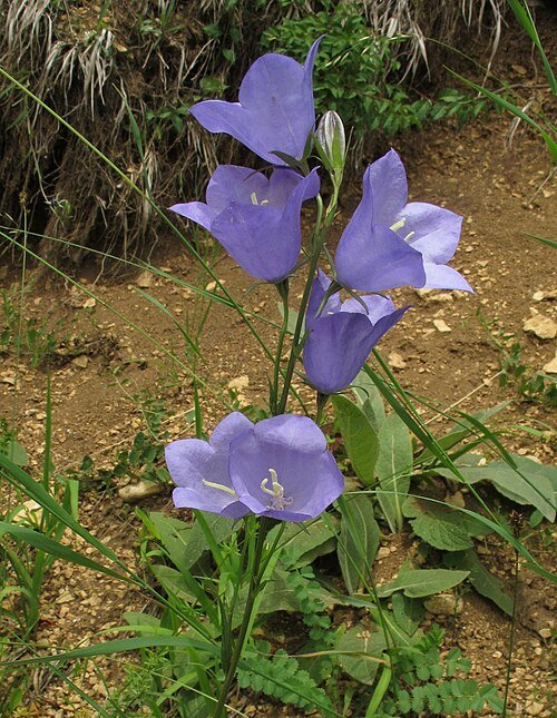 Campanula bloem op kalkrijke grond, winterhard.