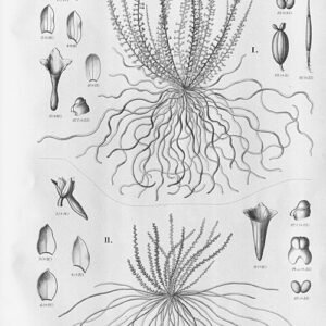 Witte orchidee Campylocentrum fasciola bloem op neutrale achtergrond.
