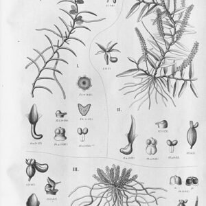 Campylocentrum orchidee met witte bloemtrossen en groene bladeren in bloei.