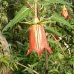 Canarina canariensis bloeiende plant met klokvormige oranje bloemen.