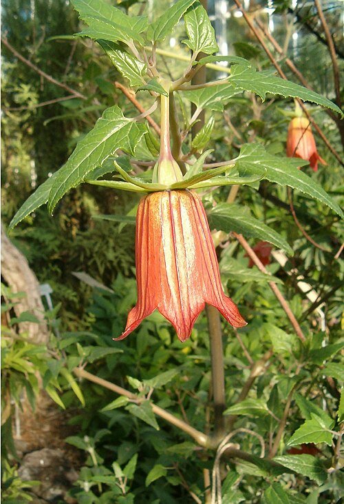 Canarina canariensis bloeiende plant met klokvormige oranje bloemen.