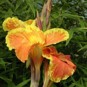 Canna 'Roma' bloem met heldere oranje bloembladeren en groen blad op een zonnige dag.