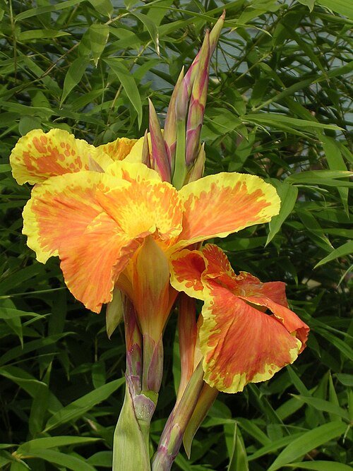 Canna 'Roma' bloem met heldere oranje bloembladeren en groen blad op een zonnige dag.