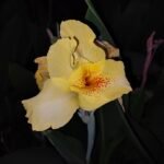 Yellow and orange Canna 'Yellow King Humbert' flower with green leaves.