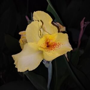 Yellow and orange Canna 'Yellow King Humbert' flower with green leaves.