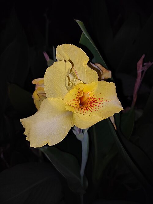 Yellow and orange Canna 'Yellow King Humbert' flower with green leaves.