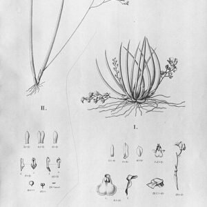 Close-up van Quekettia orchidee met delicate witte bloemen en groene bladeren.