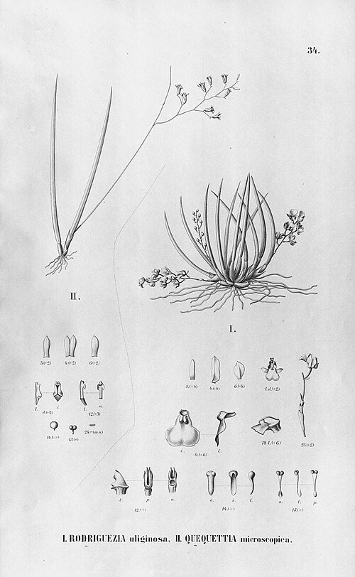 Close-up van Quekettia orchidee met delicate witte bloemen en groene bladeren.