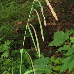 Hangende zegge plant met lange groene bladeren en zaden.