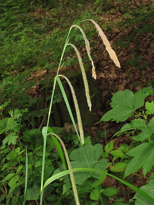 Hangende zegge plant met lange groene bladeren en zaden.