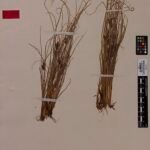 Zilverkleurige Carex petriei plant met lange smalle bladeren.