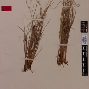 Zilverkleurige Carex petriei plant met lange smalle bladeren.