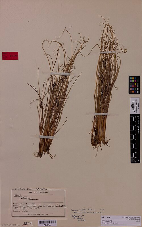 Zilverkleurige Carex petriei plant met lange smalle bladeren.