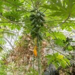 Carica papaja boom met groene bladeren en vruchten.