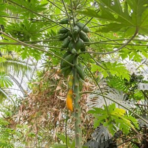 Carica papaja boom met groene bladeren en vruchten.