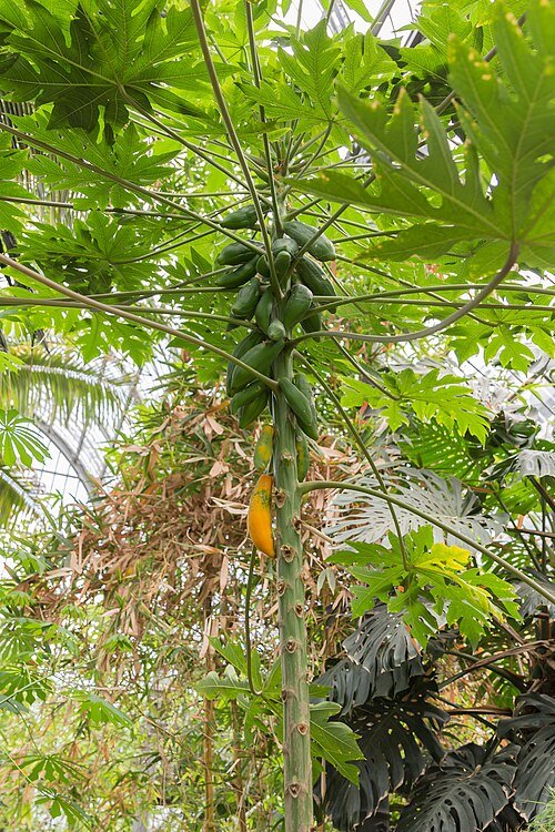 Carica papaja boom met groene bladeren en vruchten.
