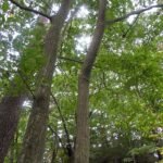 Carpinus laxiflora boom in Chiaksan National Park met groene bladeren.
