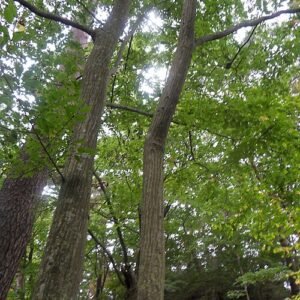 Carpinus laxiflora boom in Chiaksan National Park met groene bladeren.
