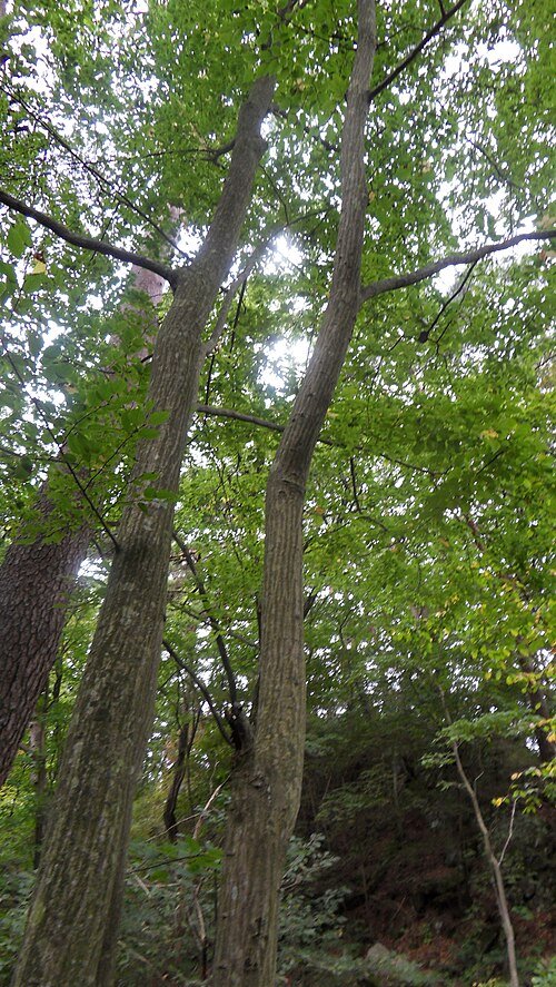 Carpinus laxiflora boom in Chiaksan National Park met groene bladeren.