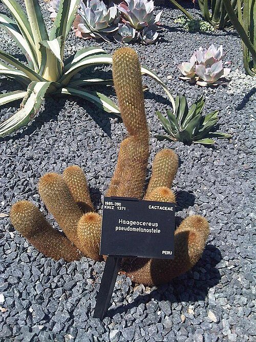 Haageocereus pseudomelanostele cactusplant met lange groene stelen en witte stekels.