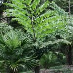 Caryota obtusa plant met puntige bladeren in natuurlijke omgeving.
