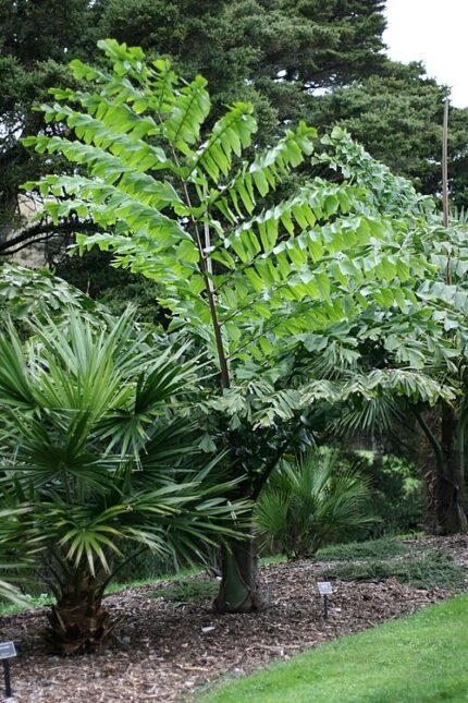 Caryota obtusa plant met puntige bladeren in natuurlijke omgeving.