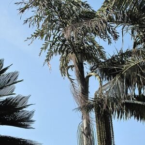 Caryota urens palmboombladeren tegen een heldere lucht.