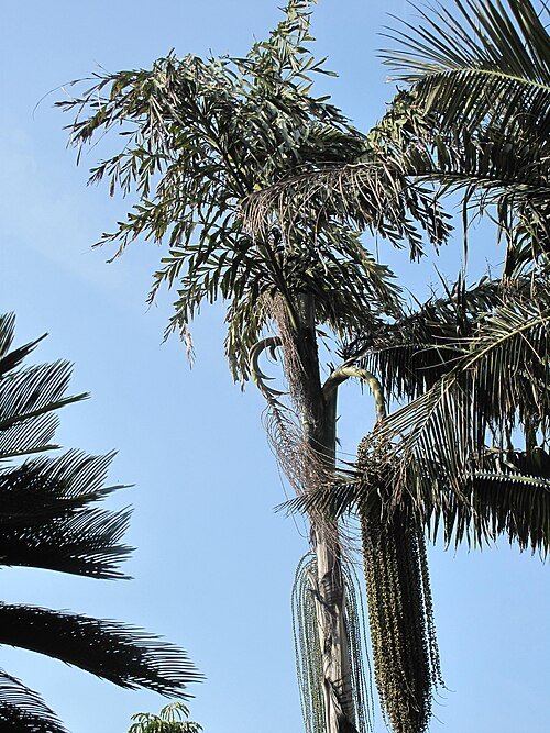 Caryota urens palmboombladeren tegen een heldere lucht.