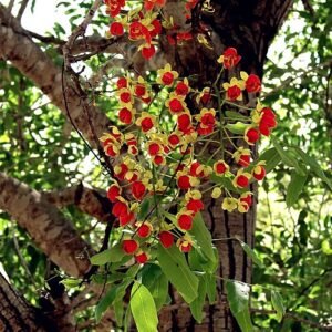 Cassia brewsteri bloemen in helder geel met groene bladeren.