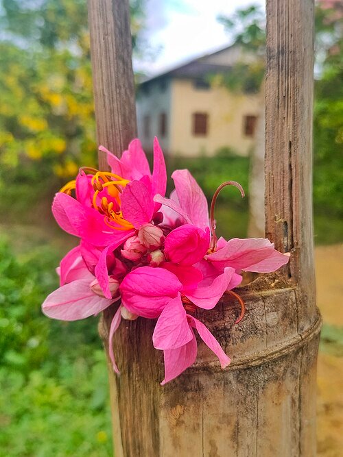 Prachtige Cassia javanica bloemen in volle bloei.