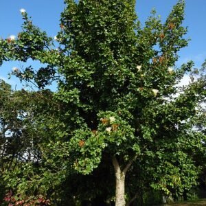 Pachira glabra plant with shiny green leaves and brown trunk.