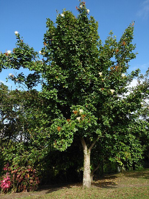 Pachira glabra plant with shiny green leaves and brown trunk.