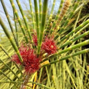 Casuarina equisetifolia boom met naaldachtige bladeren en kegelvormige vruchten.