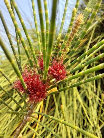 Casuarina equisetifolia boom met naaldachtige bladeren en kegelvormige vruchten.