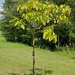 Groene trompetboom met groot blad en bolvormige groeiwijze.