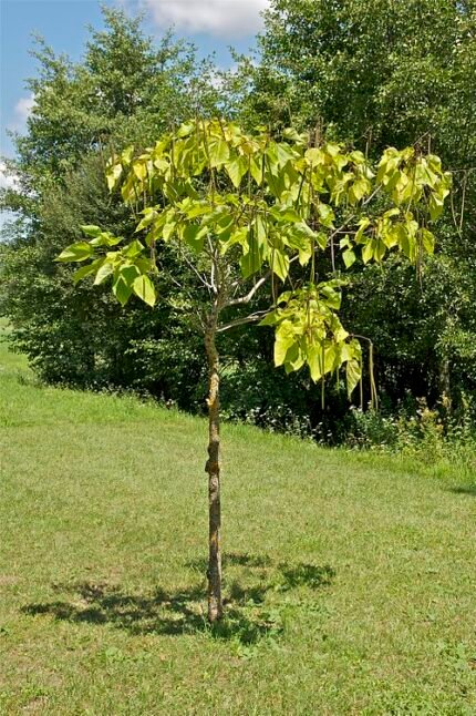 Groene trompetboom met groot blad en bolvormige groeiwijze.