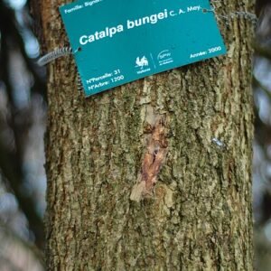Catalpa bungei bloeiende boom met grote hartvormige bladeren en witte bloemen.