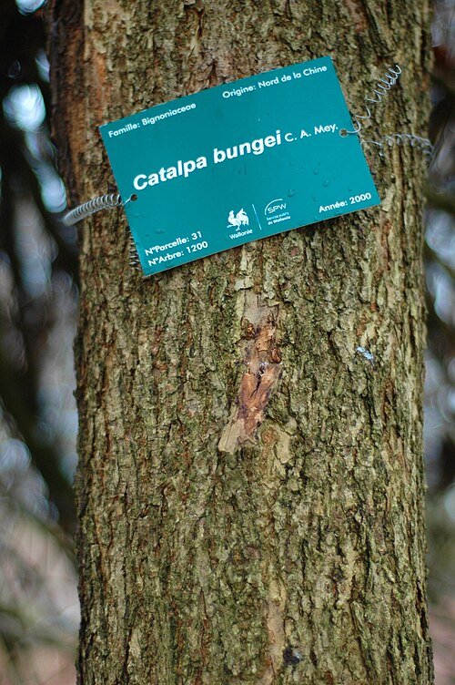 Catalpa bungei bloeiende boom met grote hartvormige bladeren en witte bloemen.