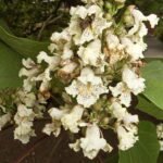 Catalpa ovata bloemen in close-up op een zonnige dag.
