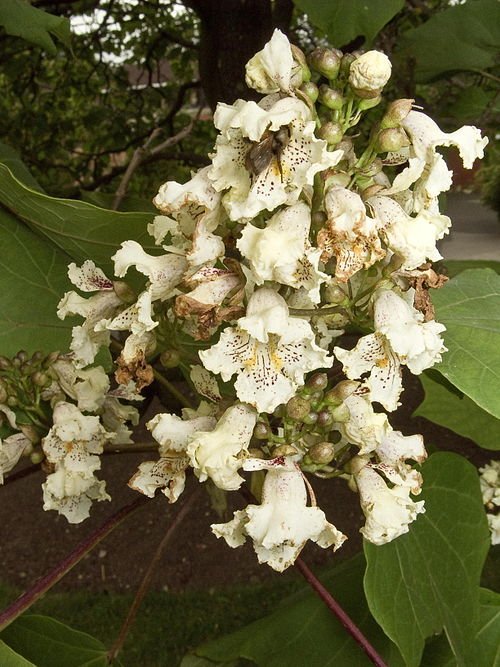 Catalpa ovata bloemen in close-up op een zonnige dag.