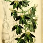 Donkerpaarse Catasetum atratum orchidee bloei.